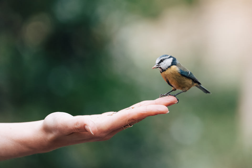 Birds of Dublin